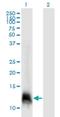 Elongation Factor 1 Homolog antibody, H00084337-M06, Novus Biologicals, Western Blot image 