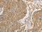 Peroxiredoxin 1 antibody, CSB-PA780249, Cusabio, Immunohistochemistry frozen image 