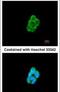 CKLF Like MARVEL Transmembrane Domain Containing 6 antibody, PA5-34744, Invitrogen Antibodies, Immunofluorescence image 