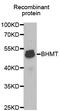 Betaine--Homocysteine S-Methyltransferase antibody, MBS127913, MyBioSource, Western Blot image 