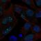 Exonuclease 1 antibody, NBP2-68889, Novus Biologicals, Immunocytochemistry image 