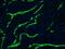 Desmin antibody, MA1-06401, Invitrogen Antibodies, Immunohistochemistry frozen image 