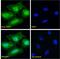 SPT16 Homolog, Facilitates Chromatin Remodeling Subunit antibody, 46-450, ProSci, Western Blot image 