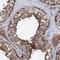 Phosphatidylserine Synthase 2 antibody, HPA038929, Atlas Antibodies, Immunohistochemistry paraffin image 