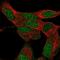 KRAB-A Domain Containing 1 antibody, NBP2-58786, Novus Biologicals, Immunofluorescence image 