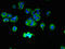 Transmembrane and coiled-coil domains protein 1 antibody, LS-C396628, Lifespan Biosciences, Immunofluorescence image 