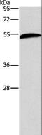 AE Binding Protein 2 antibody, LS-C404462, Lifespan Biosciences, Western Blot image 
