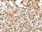Centrosomal Protein 97 antibody, CSB-PA966396, Cusabio, Immunohistochemistry paraffin image 