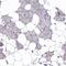 Arylsulfatase B antibody, HPA037770, Atlas Antibodies, Immunohistochemistry frozen image 