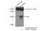 Tryptase Delta 1 antibody, 55239-1-AP, Proteintech Group, Immunoprecipitation image 