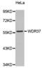 WD Repeat Domain 37 antibody, abx002421, Abbexa, Western Blot image 