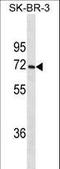 Cytochrome P450 Family 1 Subfamily A Member 2 antibody, LS-C159429, Lifespan Biosciences, Western Blot image 