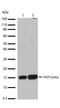 C-C Motif Chemokine Ligand 4 antibody, 710391, Invitrogen Antibodies, Western Blot image 