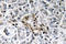 Insulin antibody, LS-C177605, Lifespan Biosciences, Immunohistochemistry paraffin image 