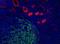Thrombomodulin antibody, NB100-64982, Novus Biologicals, Immunofluorescence image 