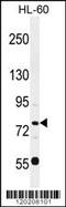 POU Class 2 Homeobox 1 antibody, 55-997, ProSci, Western Blot image 