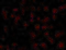 GAPDH antibody, 3783, ProSci Inc, Immunofluorescence image 