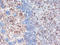 Potassium Voltage-Gated Channel Subfamily A Member 3 antibody, TA326424, Origene, Immunohistochemistry paraffin image 