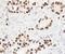 Early Growth Response 1 antibody, MAB2818, R&D Systems, Immunohistochemistry frozen image 