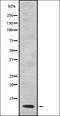 ETAA1 Activator Of ATR Kinase antibody, orb338308, Biorbyt, Western Blot image 