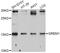 Gremlin 1, DAN Family BMP Antagonist antibody, A11595, ABclonal Technology, Western Blot image 