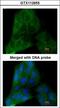 Prostaglandin E Synthase 3 antibody, LS-C109355, Lifespan Biosciences, Immunofluorescence image 