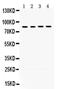 Cytochrome P450 Oxidoreductase antibody, PA5-79848, Invitrogen Antibodies, Western Blot image 