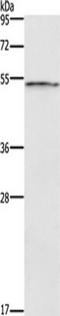 SMAD Family Member 1 antibody, TA350977, Origene, Western Blot image 