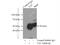Tafazzin antibody, 23306-1-AP, Proteintech Group, Immunoprecipitation image 