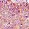 14-3-3 Eta antibody, orb224040, Biorbyt, Immunohistochemistry paraffin image 