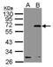 Neuroepithelial Cell Transforming 1 antibody, PA5-28411, Invitrogen Antibodies, Western Blot image 