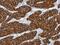 Keratin 15 antibody, NBP2-16088, Novus Biologicals, Immunohistochemistry frozen image 