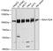 Cell Proliferation Regulating Inhibitor Of Protein Phosphatase 2A antibody, 14-340, ProSci, Western Blot image 