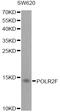 RNA Polymerase II Subunit F antibody, 18-328, ProSci, Western Blot image 