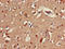 Gamma-Aminobutyric Acid Type A Receptor Alpha2 Subunit antibody, LS-C682187, Lifespan Biosciences, Immunohistochemistry paraffin image 