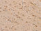 mCAC antibody, CSB-PA251777, Cusabio, Immunohistochemistry frozen image 