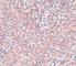 Nanog Homeobox antibody, NBP1-77109, Novus Biologicals, Immunohistochemistry frozen image 