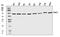 Protein Arginine Methyltransferase 3 antibody, A05694-1, Boster Biological Technology, Western Blot image 