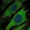 ICA 512 antibody, PA5-64913, Invitrogen Antibodies, Immunofluorescence image 