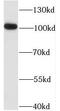 Inositol-Trisphosphate 3-Kinase C antibody, FNab04424, FineTest, Western Blot image 