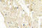 Cadherin 13 antibody, LS-C176875, Lifespan Biosciences, Immunohistochemistry paraffin image 