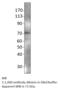 IAP2 antibody, MBS540620, MyBioSource, Western Blot image 