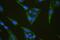 Inositol Polyphosphate Phosphatase Like 1 antibody, A01790, Boster Biological Technology, Immunofluorescence image 