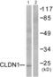 Claudin 1 antibody, abx013033, Abbexa, Western Blot image 