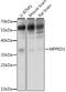 MPPD1 antibody, 16-161, ProSci, Western Blot image 