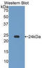 Caspase 7 antibody, LS-C303979, Lifespan Biosciences, Western Blot image 