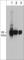BCL2 Like 1 antibody, BP5111, ECM Biosciences, Western Blot image 