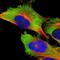 DEAD-Box Helicase 3 X-Linked antibody, NBP1-85291, Novus Biologicals, Immunofluorescence image 