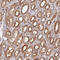 WD Repeat Domain 41 antibody, HPA043124, Atlas Antibodies, Immunohistochemistry frozen image 