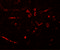 Caudal Type Homeobox 2 antibody, 5595, ProSci, Immunofluorescence image 